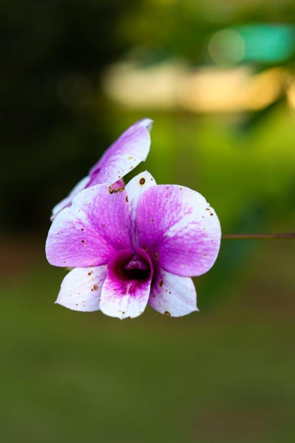 Recanto Dos Beija Flores, Chale Bougainville Monte Alegre do Sul Exterior photo